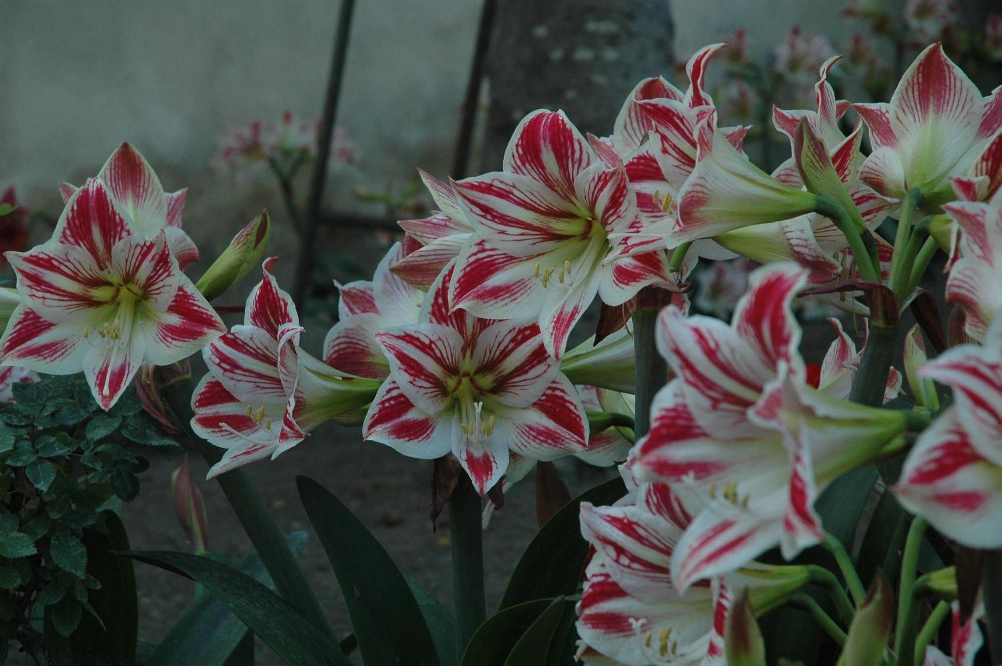 Il Giardino Dei Gigli Apartment Meta Ngoại thất bức ảnh