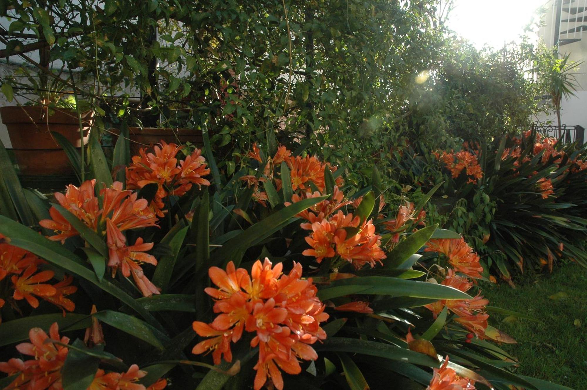 Il Giardino Dei Gigli Apartment Meta Ngoại thất bức ảnh